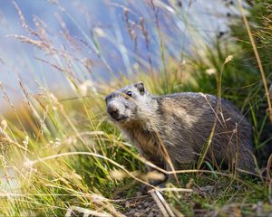 Preview wallpaper marmot, animal, grass, wildlife