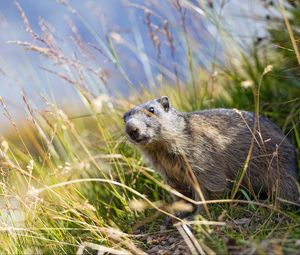 Preview wallpaper marmot, animal, grass, wildlife