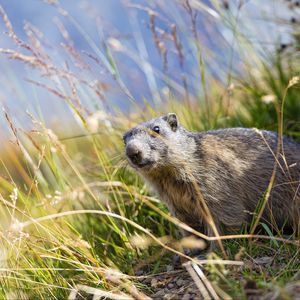 Preview wallpaper marmot, animal, grass, wildlife