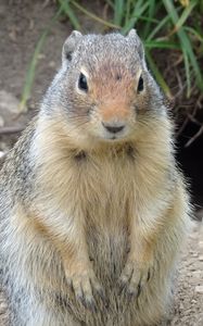 Preview wallpaper marmot, animal, sitting, fat