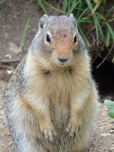 Preview wallpaper marmot, animal, sitting, fat