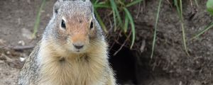 Preview wallpaper marmot, animal, sitting, fat