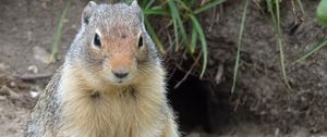 Preview wallpaper marmot, animal, sitting, fat