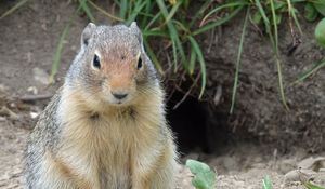 Preview wallpaper marmot, animal, sitting, fat