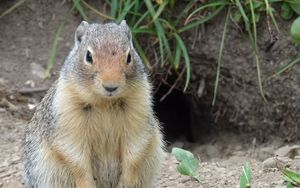 Preview wallpaper marmot, animal, sitting, fat