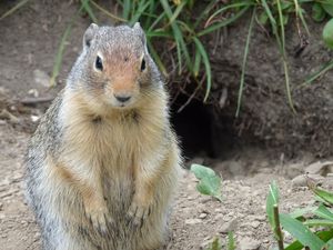 Preview wallpaper marmot, animal, sitting, fat