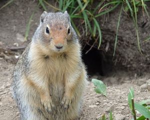 Preview wallpaper marmot, animal, sitting, fat