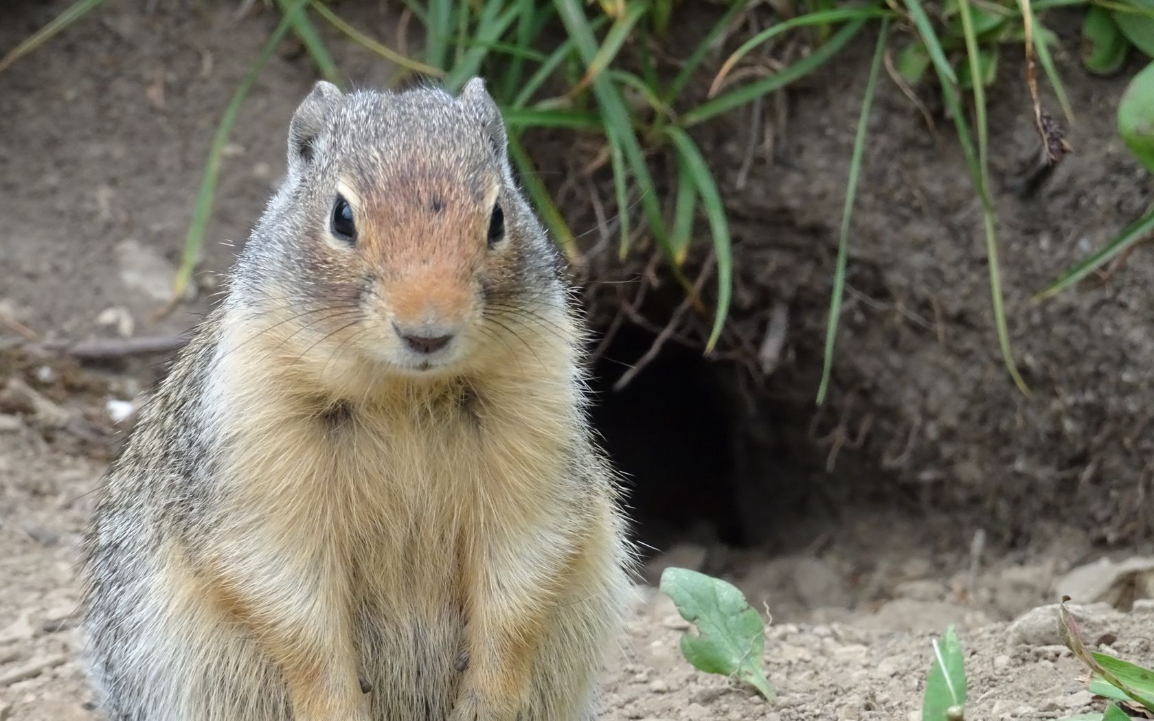 Download wallpaper 1680x1050 marmot, animal, sitting, fat widescreen 16 ...