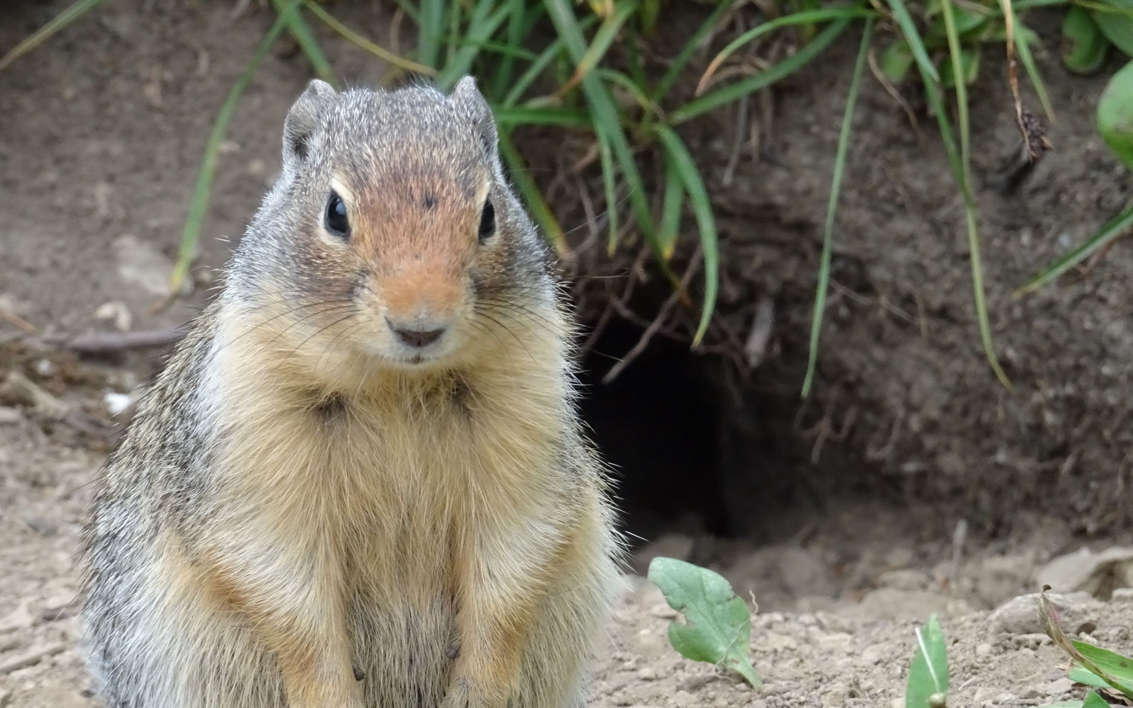 Download Wallpaper 3840x2400 Marmot, Animal, Sitting, Fat 4k Ultra Hd 