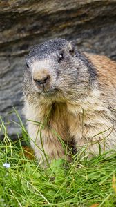 Preview wallpaper marmot, animal, wildlife, grass