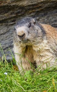 Preview wallpaper marmot, animal, wildlife, grass