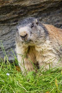 Preview wallpaper marmot, animal, wildlife, grass