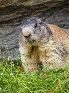 Preview wallpaper marmot, animal, wildlife, grass