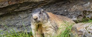 Preview wallpaper marmot, animal, wildlife, grass