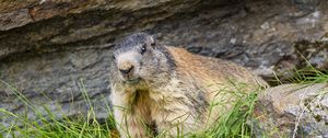 Preview wallpaper marmot, animal, wildlife, grass