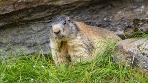 Preview wallpaper marmot, animal, wildlife, grass