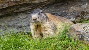 Preview wallpaper marmot, animal, wildlife, grass