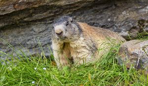 Preview wallpaper marmot, animal, wildlife, grass