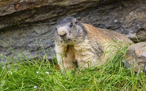 Preview wallpaper marmot, animal, wildlife, grass