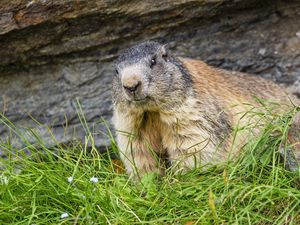 Preview wallpaper marmot, animal, wildlife, grass