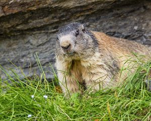 Preview wallpaper marmot, animal, wildlife, grass