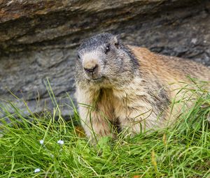 Preview wallpaper marmot, animal, wildlife, grass