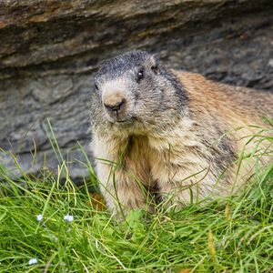 Preview wallpaper marmot, animal, wildlife, grass