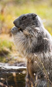 Preview wallpaper marmot, animal, wildlife, funny, cute