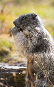 Preview wallpaper marmot, animal, wildlife, funny, cute