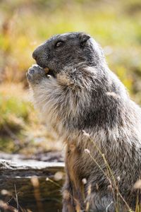 Preview wallpaper marmot, animal, wildlife, funny, cute