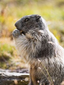 Preview wallpaper marmot, animal, wildlife, funny, cute