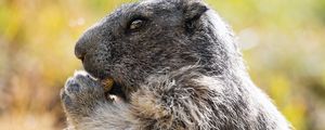 Preview wallpaper marmot, animal, wildlife, funny, cute