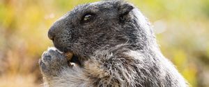 Preview wallpaper marmot, animal, wildlife, funny, cute