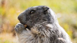 Preview wallpaper marmot, animal, wildlife, funny, cute