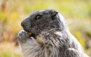 Preview wallpaper marmot, animal, wildlife, funny, cute