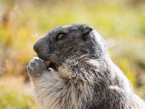 Preview wallpaper marmot, animal, wildlife, funny, cute