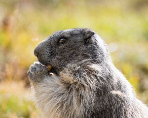 Preview wallpaper marmot, animal, wildlife, funny, cute