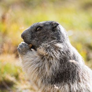 Preview wallpaper marmot, animal, wildlife, funny, cute