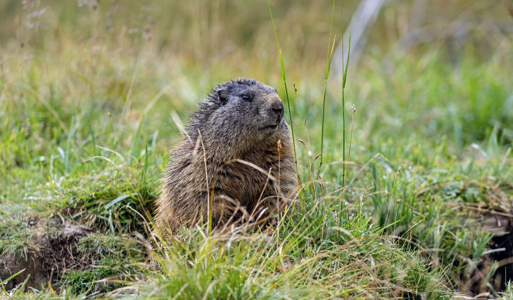 1024x600 Wallpaper marmot, grass, field, small, animal
