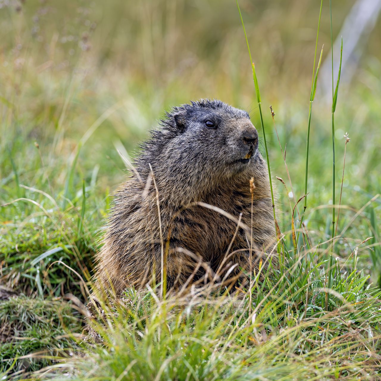 1280x1280 Wallpaper marmot, grass, field, small, animal