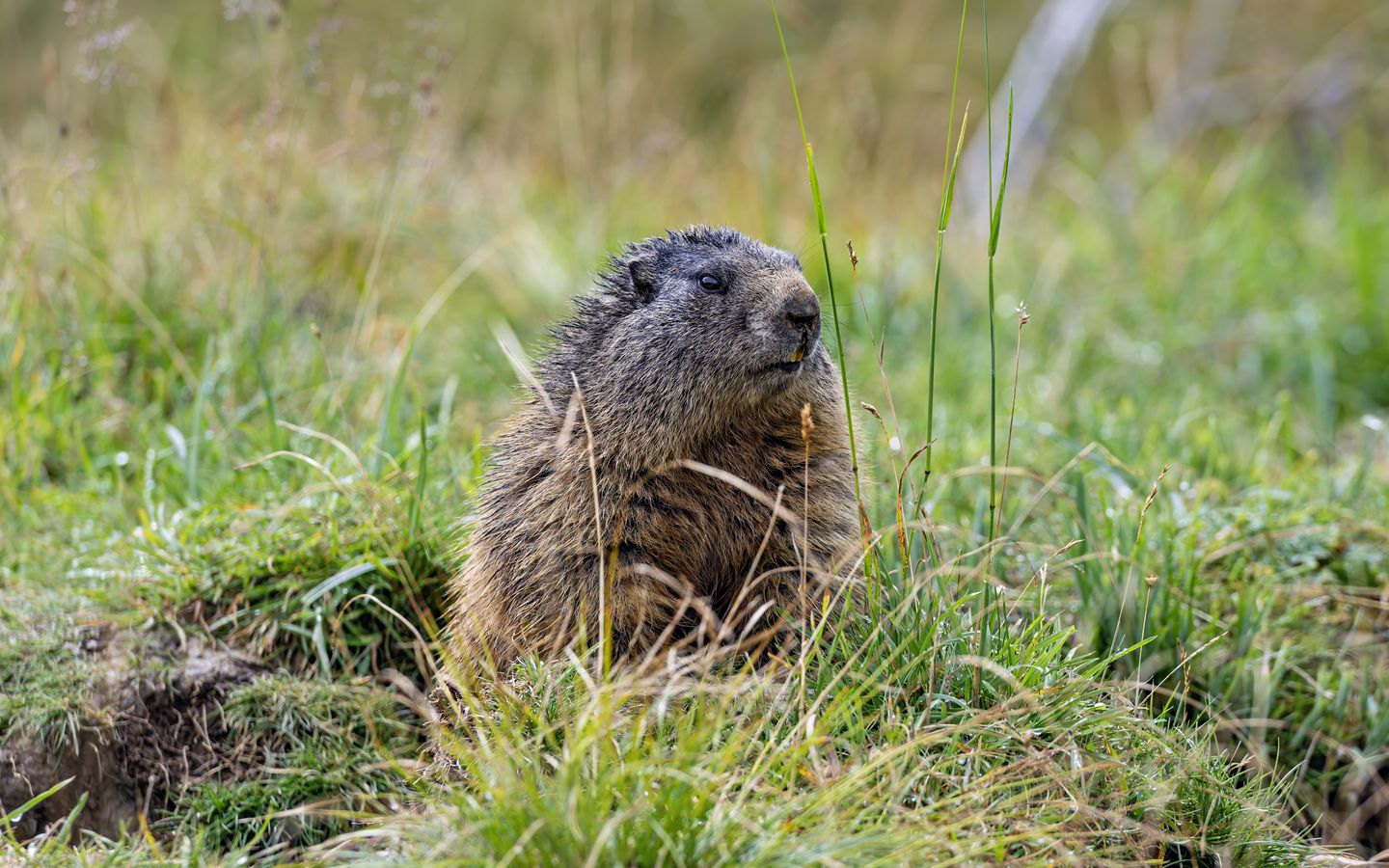 1440x900 Wallpaper marmot, grass, field, small, animal