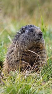 Preview wallpaper marmot, grass, field, small, animal