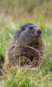 Preview wallpaper marmot, grass, field, small, animal