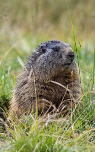 Preview wallpaper marmot, grass, field, small, animal