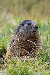 Preview wallpaper marmot, grass, field, small, animal