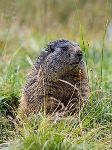 Preview wallpaper marmot, grass, field, small, animal
