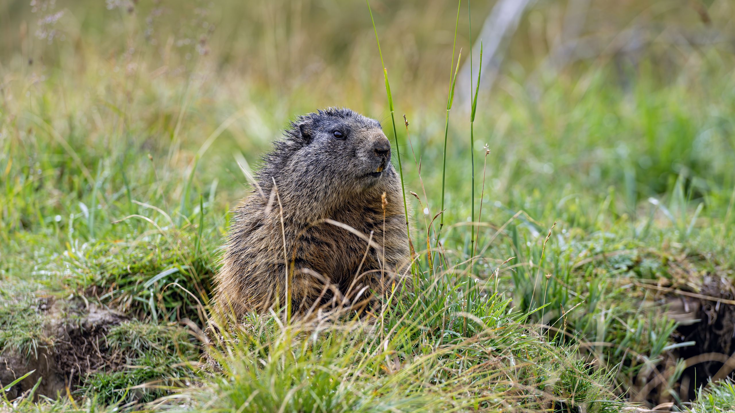 2560x1440 Wallpaper marmot, grass, field, small, animal
