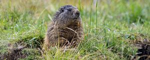 Preview wallpaper marmot, grass, field, small, animal