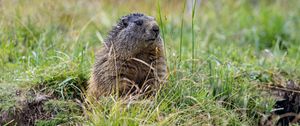 Preview wallpaper marmot, grass, field, small, animal