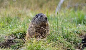 Preview wallpaper marmot, grass, field, small, animal